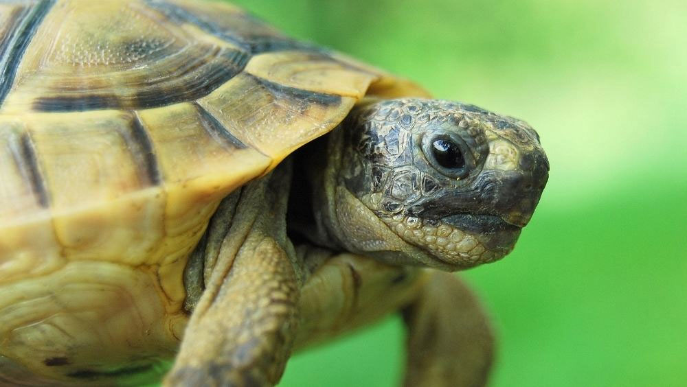 6 Pet Reptiles That Are Great to Have for Kids