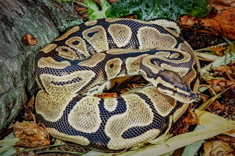 Ball Python
