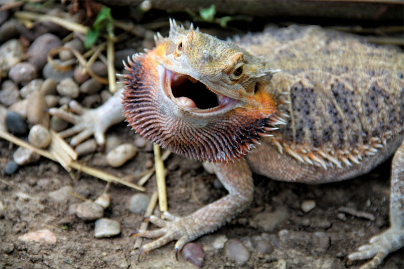 Bearded Dragon