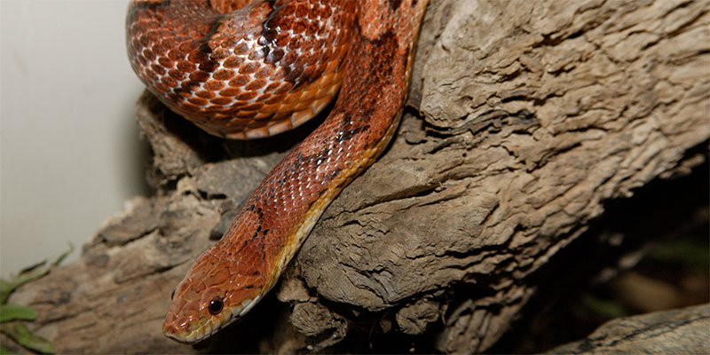 Corn Snakes