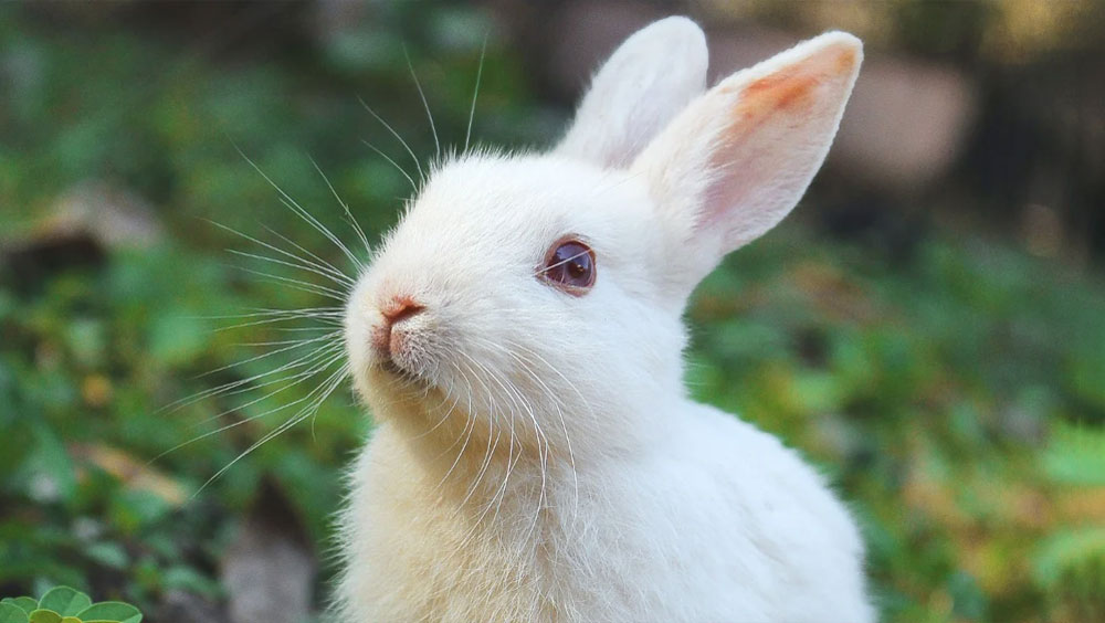 Easy Tricks You Can Teach Your Rabbit