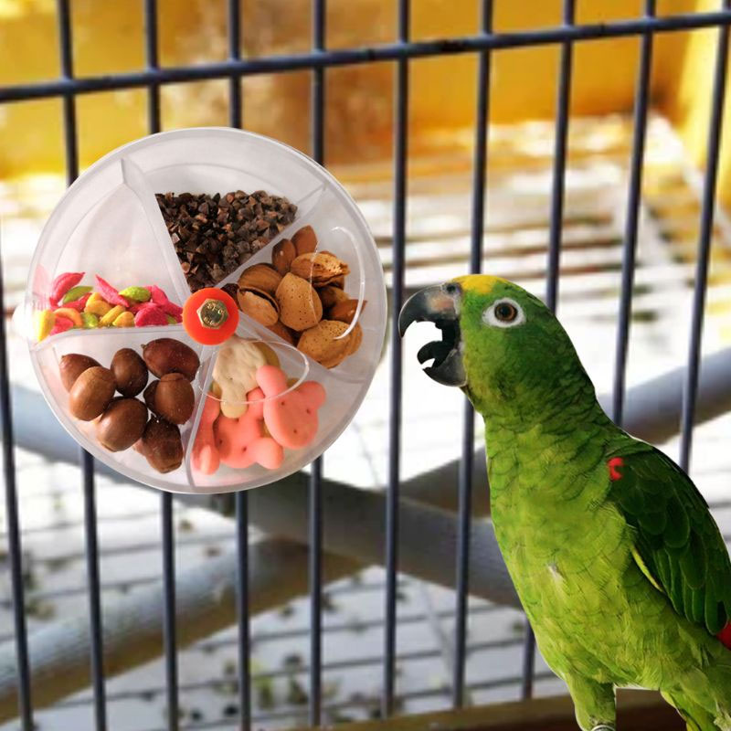 Foraging Toys