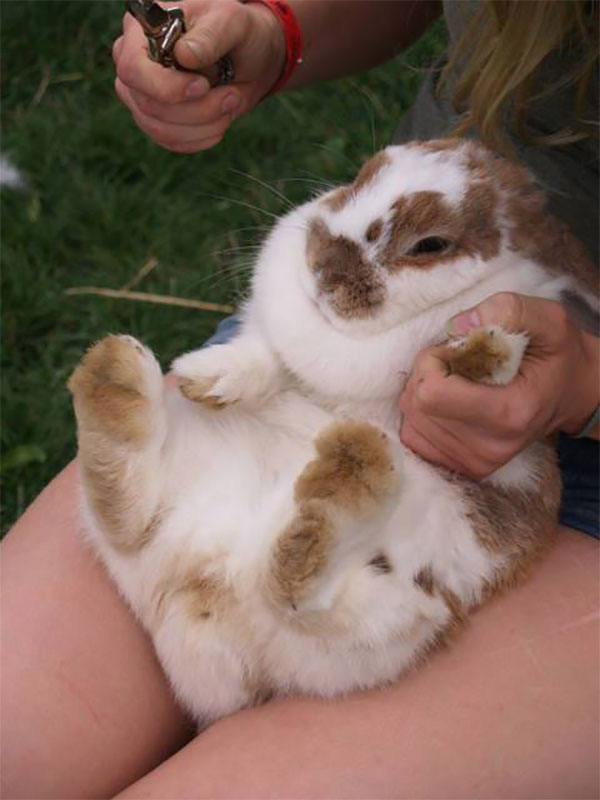 General Information About Trimming Rabbits Nails