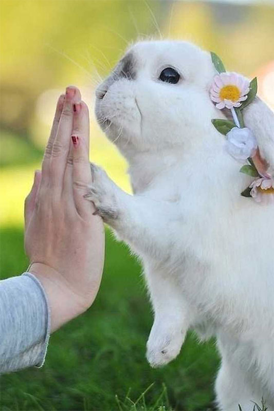 Give You a High Five