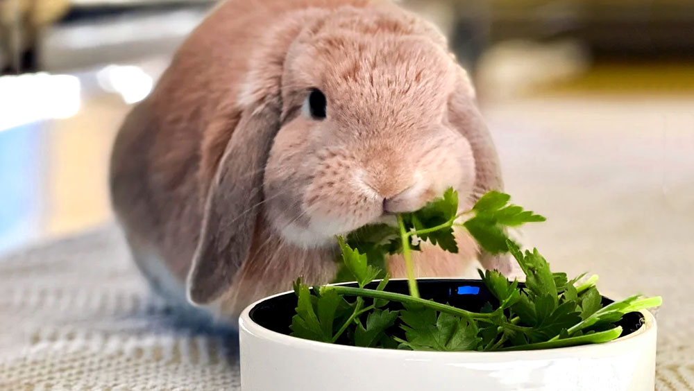 How to Trim Your Rabbit's Nails