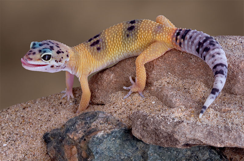 Leopard Geckos