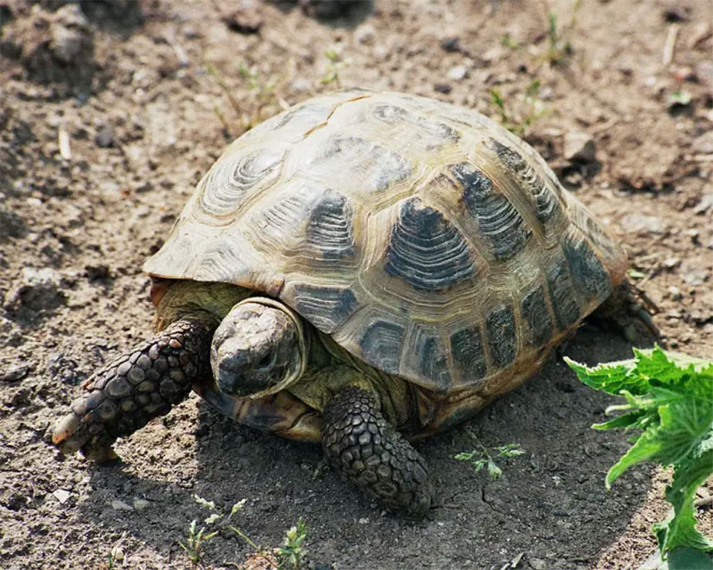 Russian Tortoises