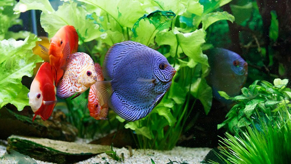 Stock Your Aquarium the Right Away