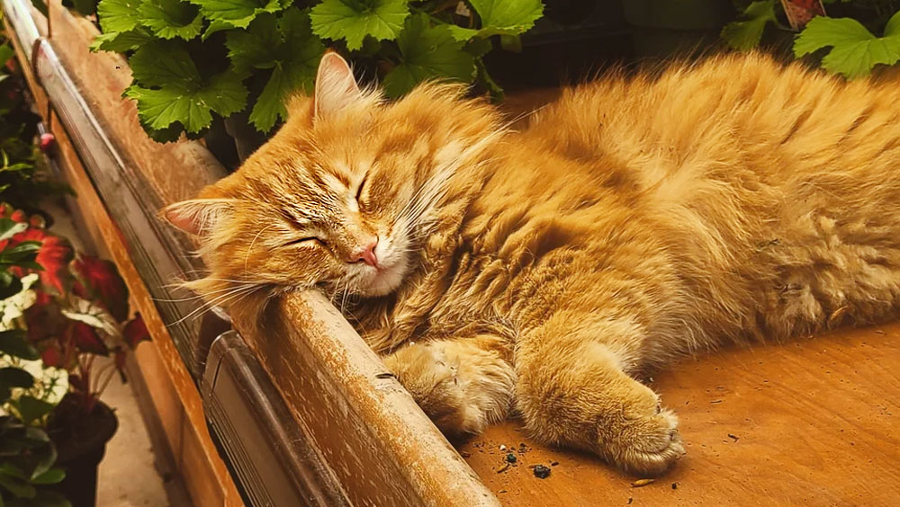 Unmistakable Signs Your Cat Really Loves You