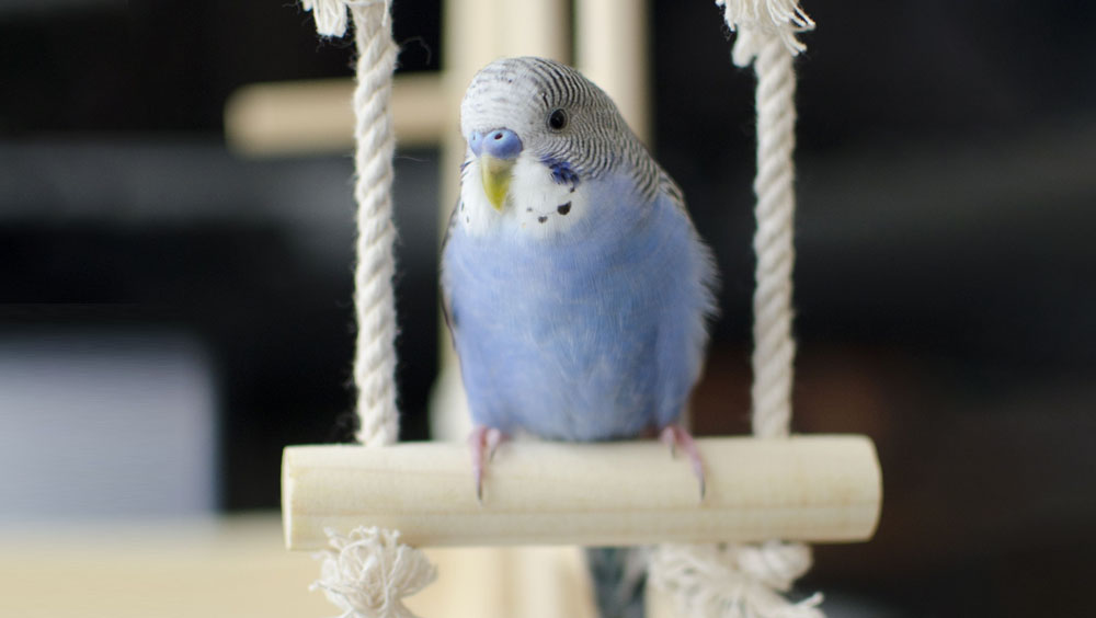 Which Toys Should You Buy Your Pet Bird?