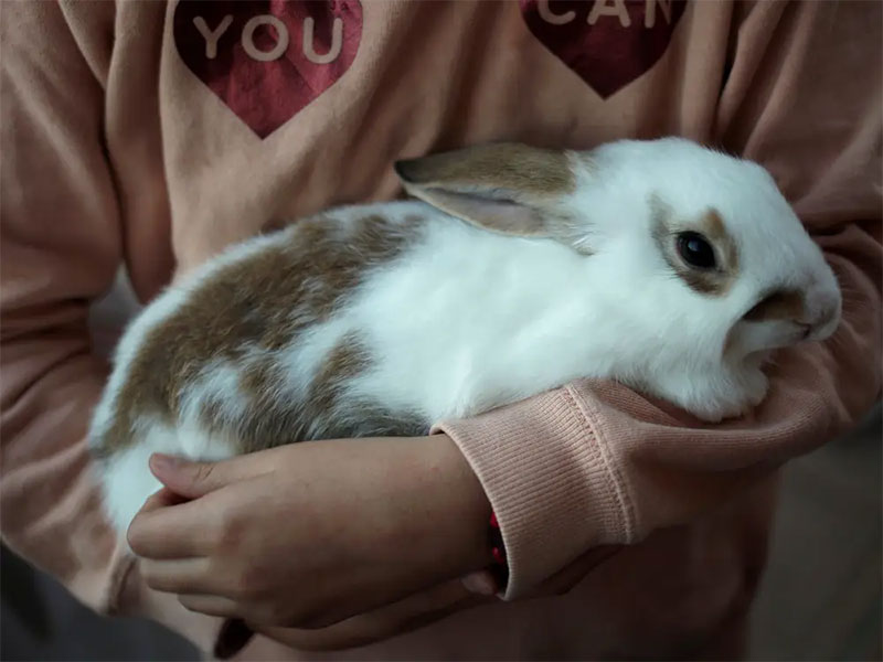 hold your rabbit
