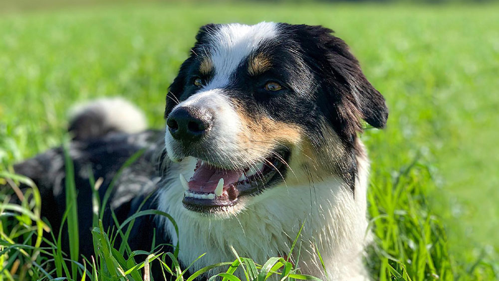 3 Hacks To Improve Your Dog's Life