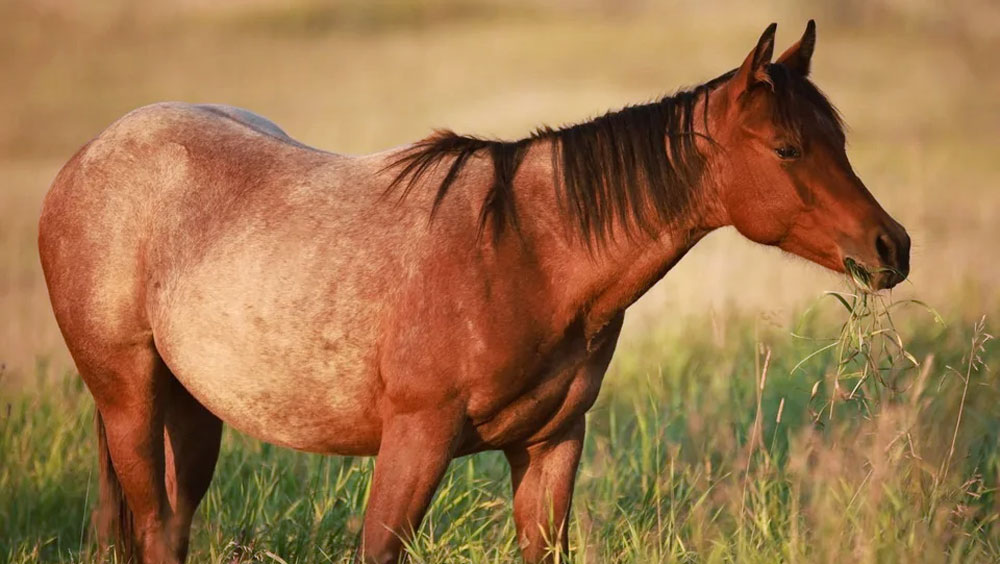 3 Things You Need Before Getting Your First Horse
