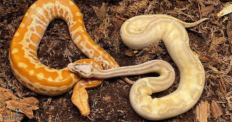 Breeding
