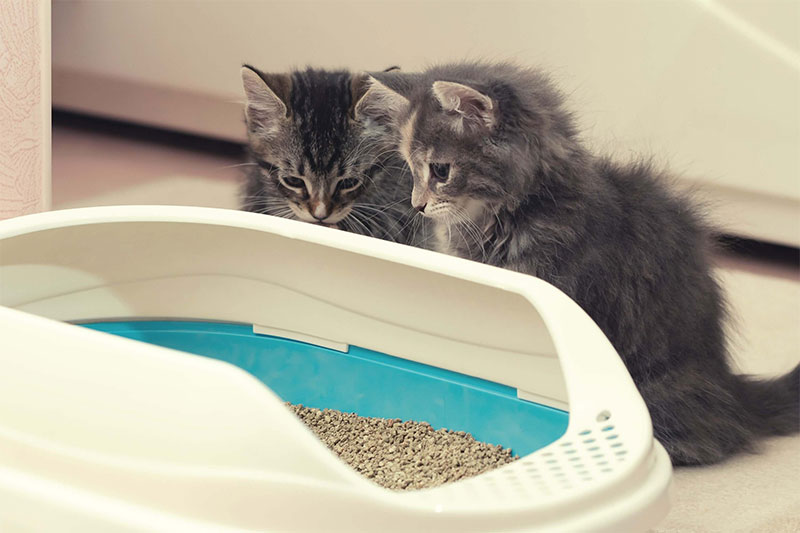 Choose the Right Litter