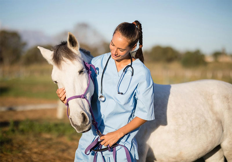 Finding a Good Vet and Horse Insurance
