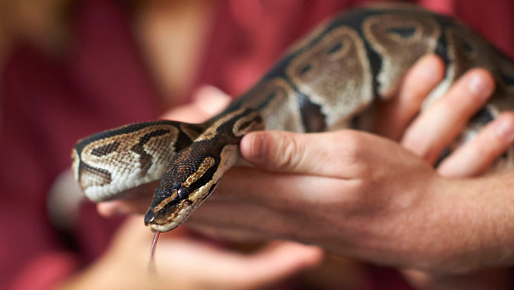 Getting the Best Enclosure For Your Pet Snakes