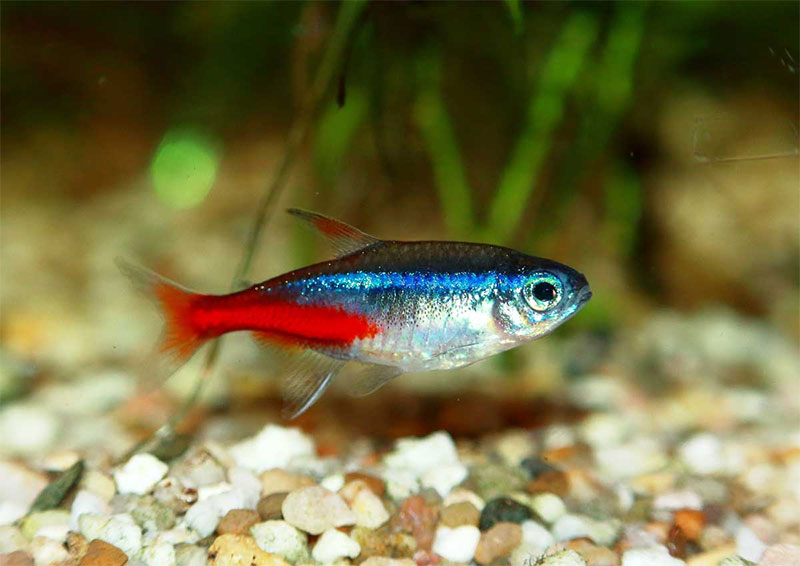 Neon Tetras