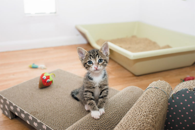 Set Up the Litter Box