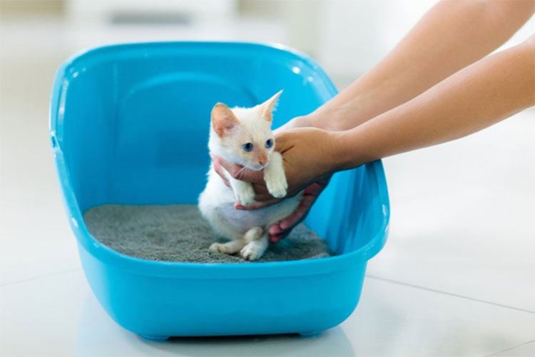 Show Your Kitten Where the Litter Box Is