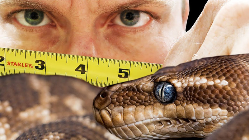 Size of Your Snake