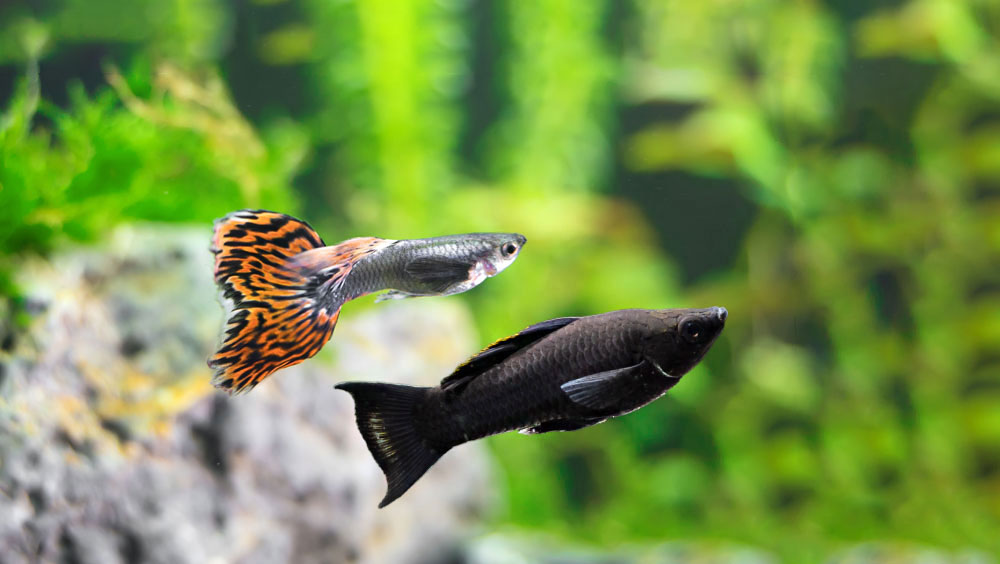 Top 3 Compatible Freshwater Aquarium Fish
