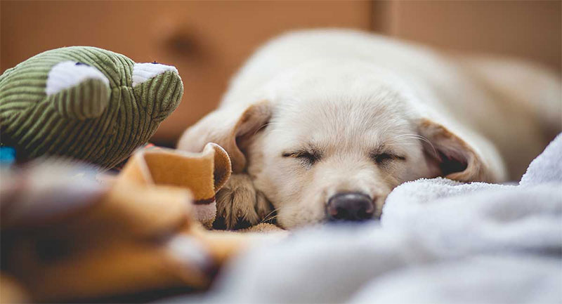 Train Your Dog To Be Calm