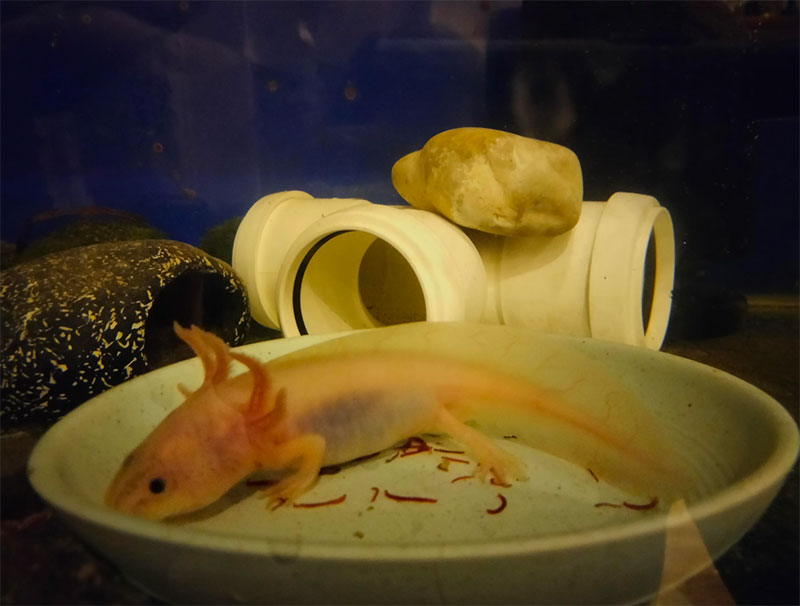 Axolotl Feeding