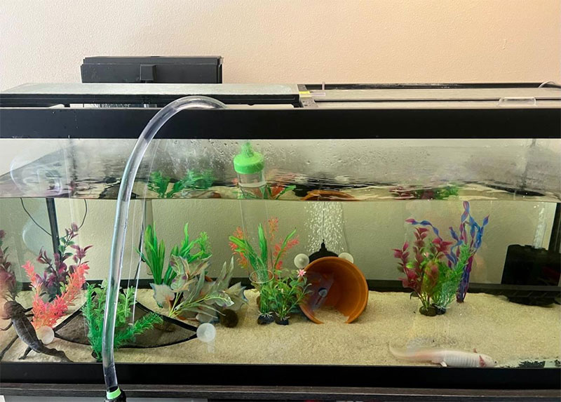 Axolotl Tank Maintenance