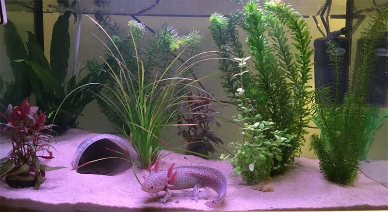 Axolotl Tank Setup