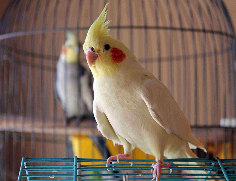 Before Physically Introducing the Birds
