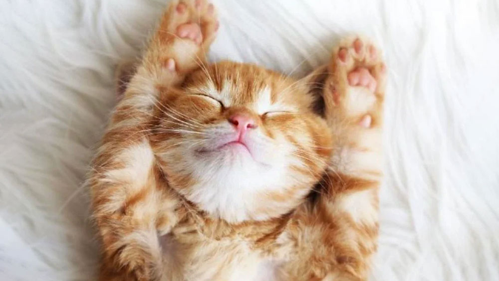 Everything You Need To Know to Litter Train Your Kitten
