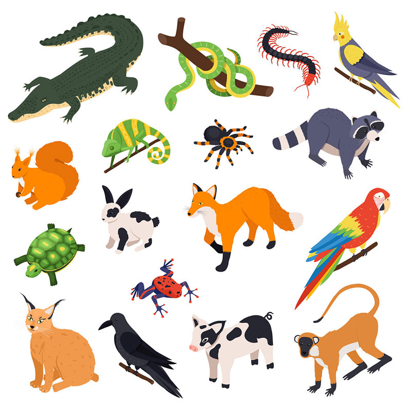 Examples of Exotic Pets