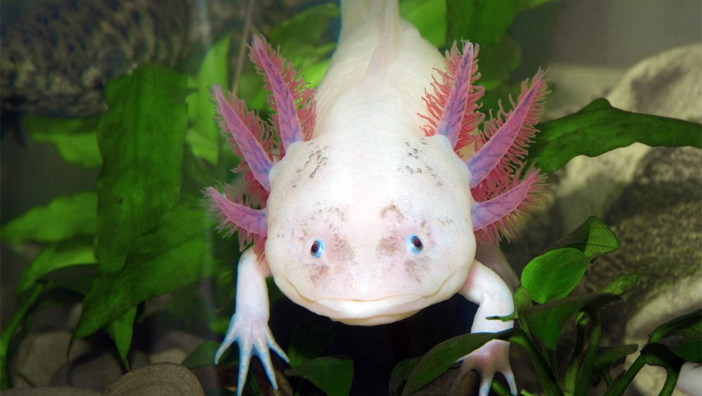 How to Care for an Axolotl
