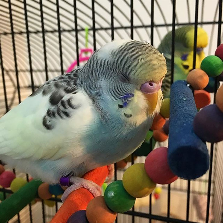 Making Avian Introductions