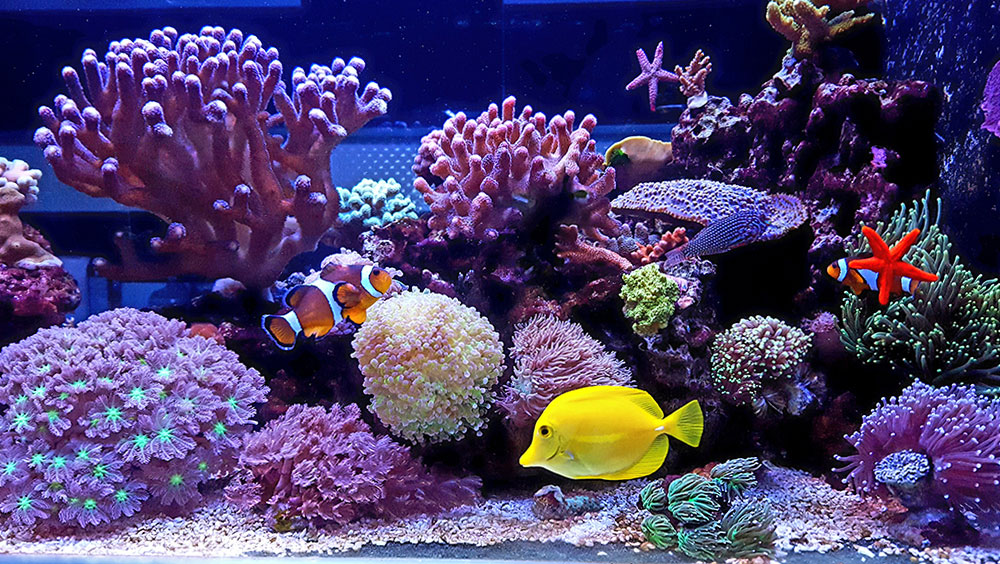 The Big Mistakes Made by Saltwater Aquarium Owners