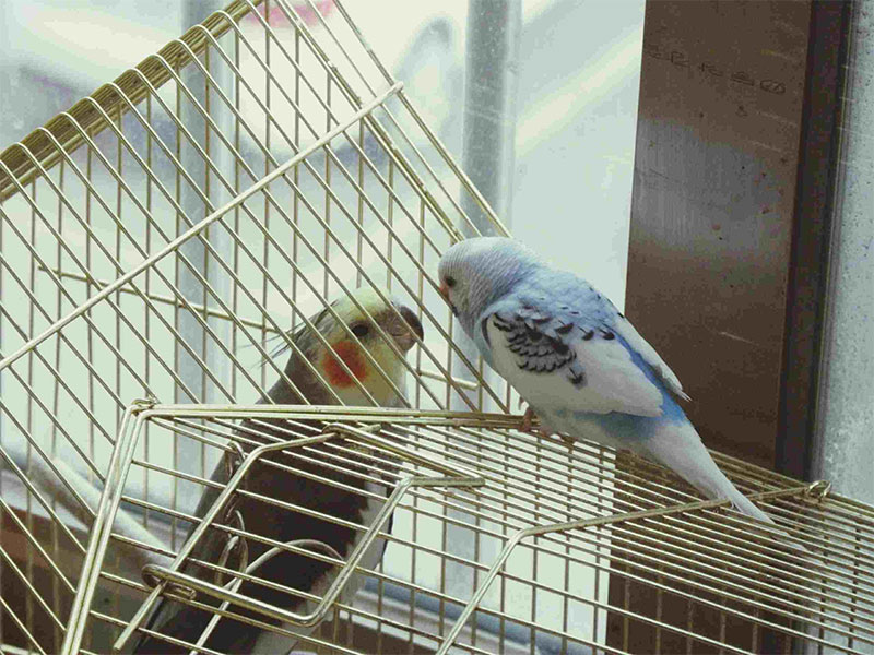Try Cage to Cage First  Then Expand