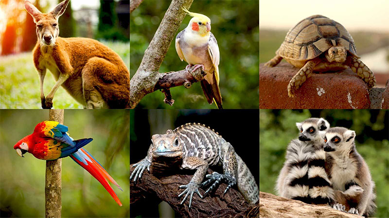 What is the Definition of an Exotic Pet