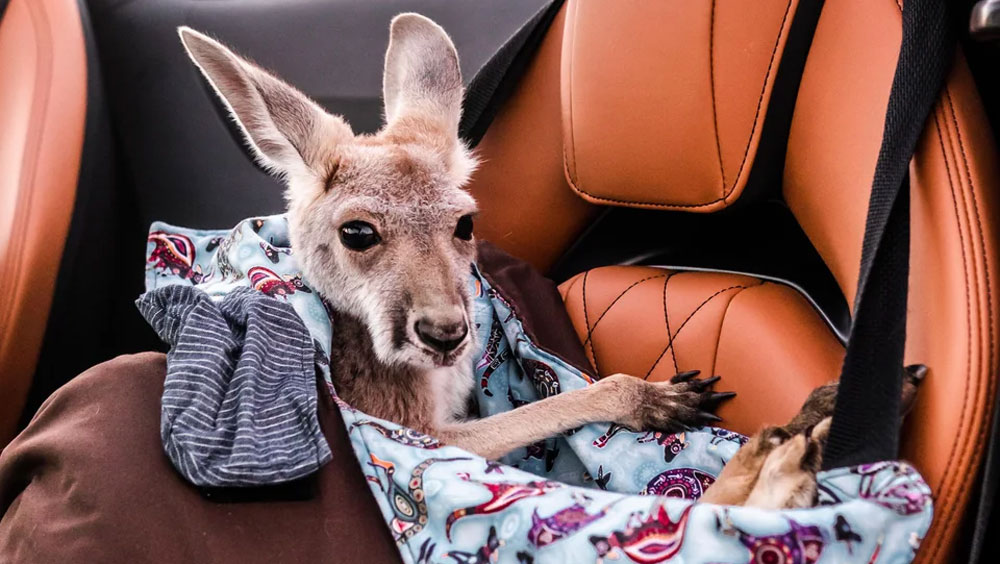 Which Animals Are Considered Exotic Pets?