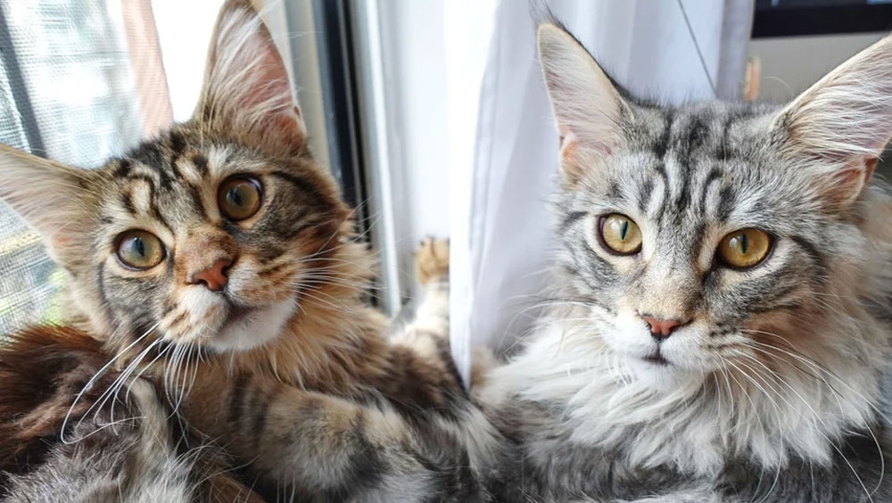 4 Cat Breeds Great For Apartments