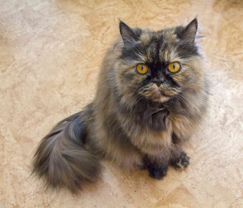 Persian