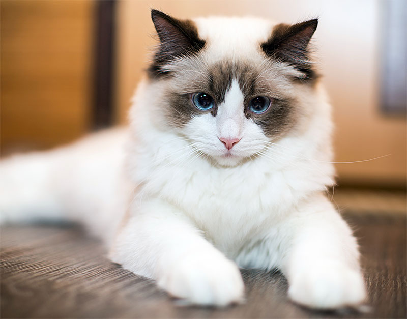 Ragdoll