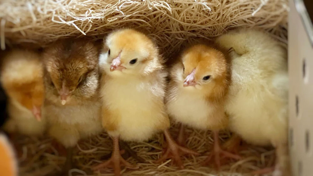 Three Things to Look for When Buying a Baby Bird