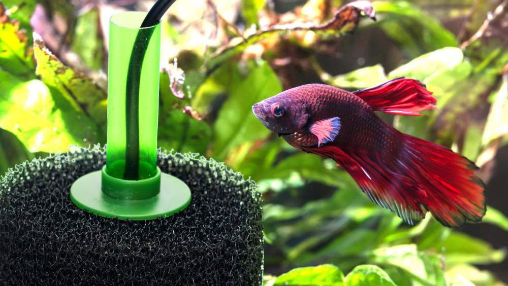 Are Sponge Filters Actually Good For Your Fish Tank?