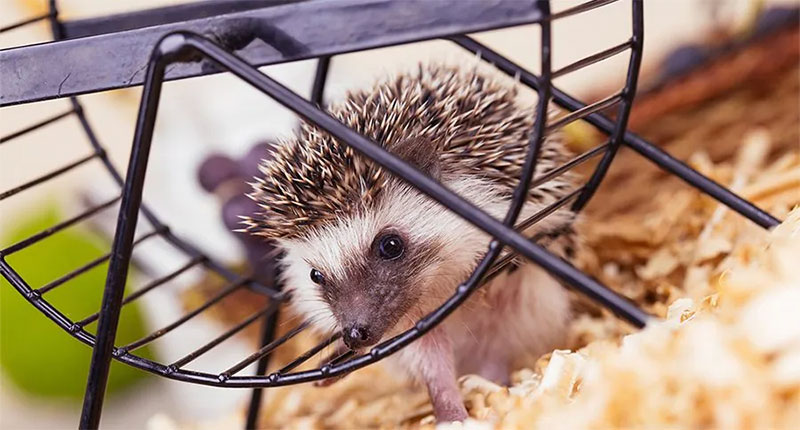 Ensuring Proper Exercise and Keeping Your Hedgehog Entertained
