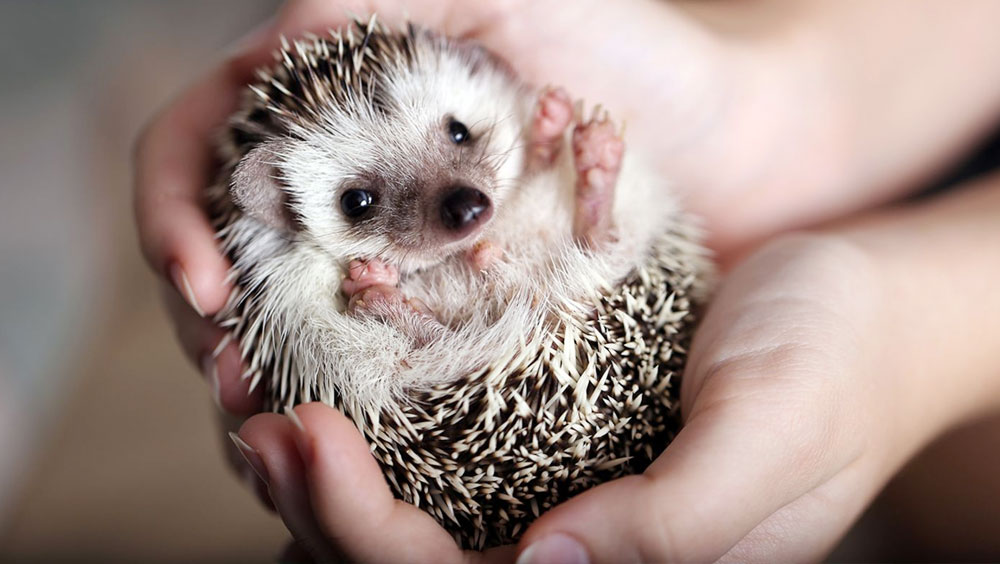 Essential Tips for Caring for Your Pet Hedgehog