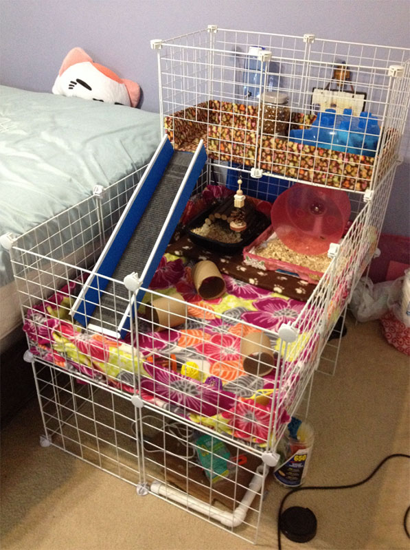 Housing Your Pet Hedgehog