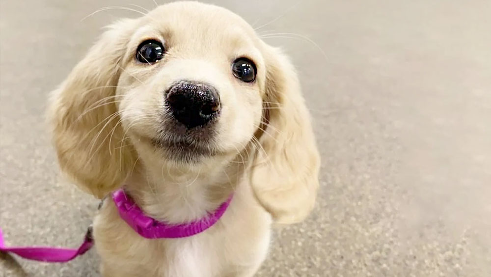 How To Tell If Your Dog Is Comfortable In Your New Home