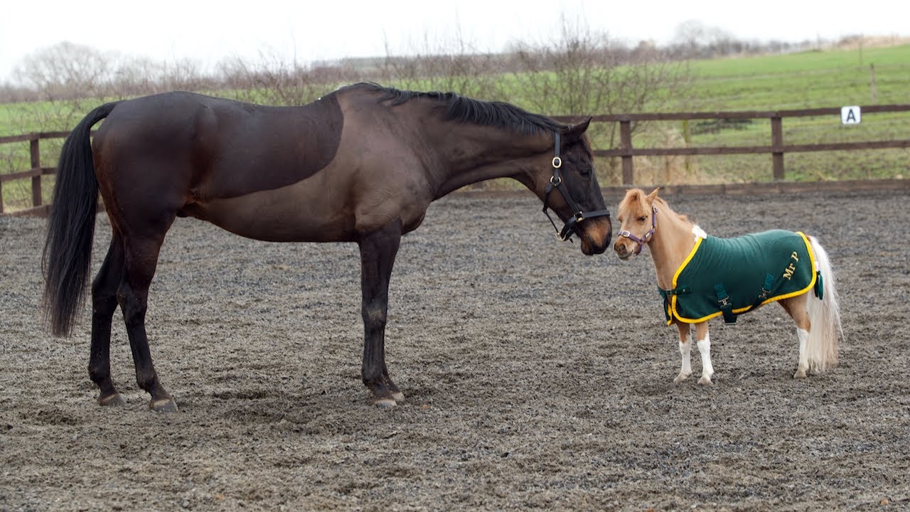 Ponies Are Usually Smaller Than Horses