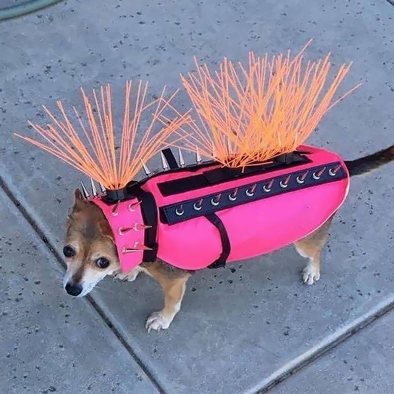 Using The Wrong Collar And Leash